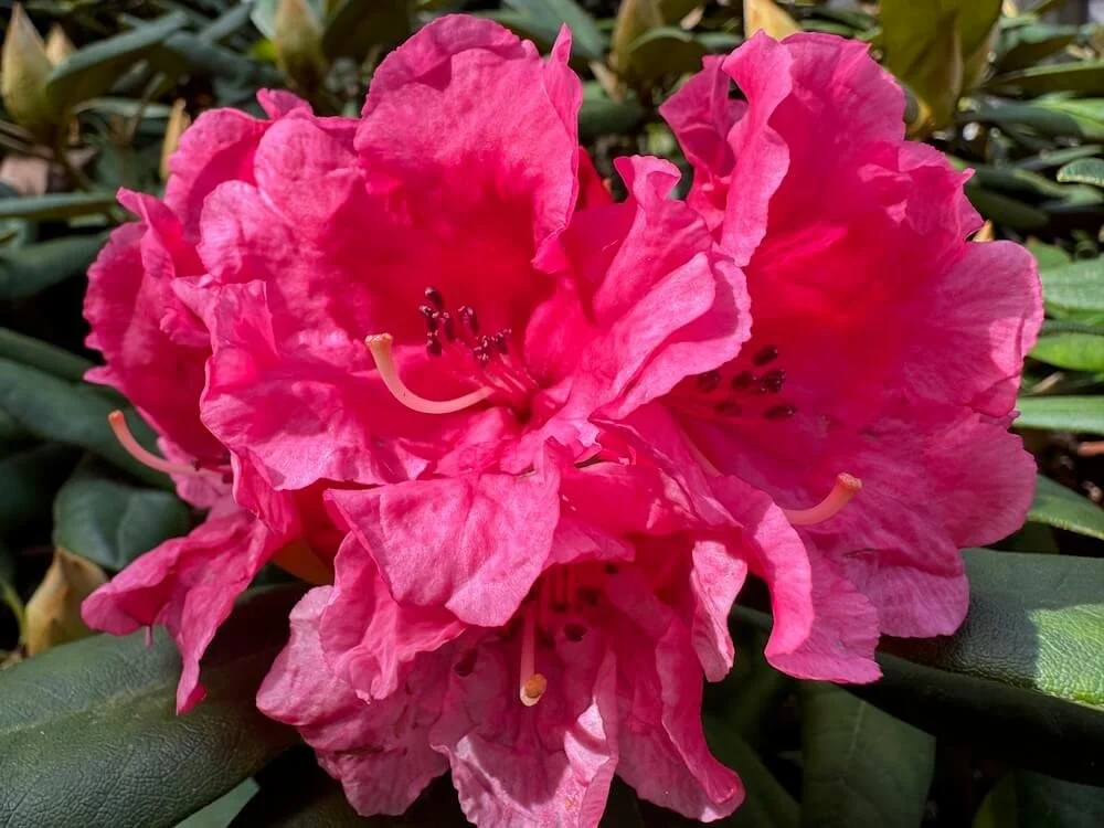 Rhododendron 'Looking Glass'