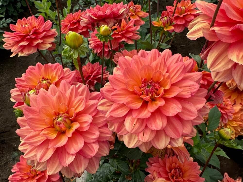 Dahlia 'Lora Ashley'
