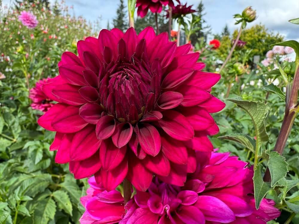 Dahlia 'Hello Dahlia'