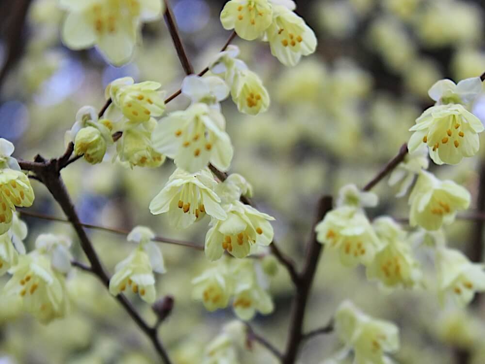 WINTER HAZEL (Corylopsis)