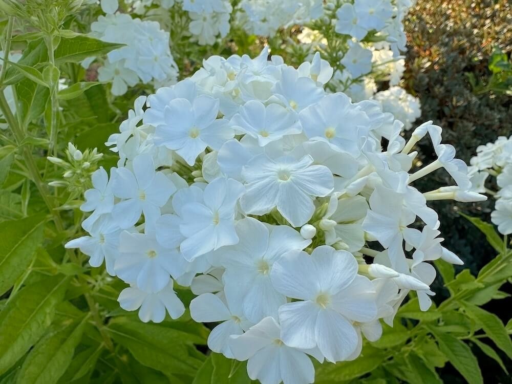 Phlox paniculata 'David'