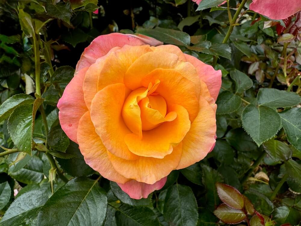 Rosa 'Daybreaker'