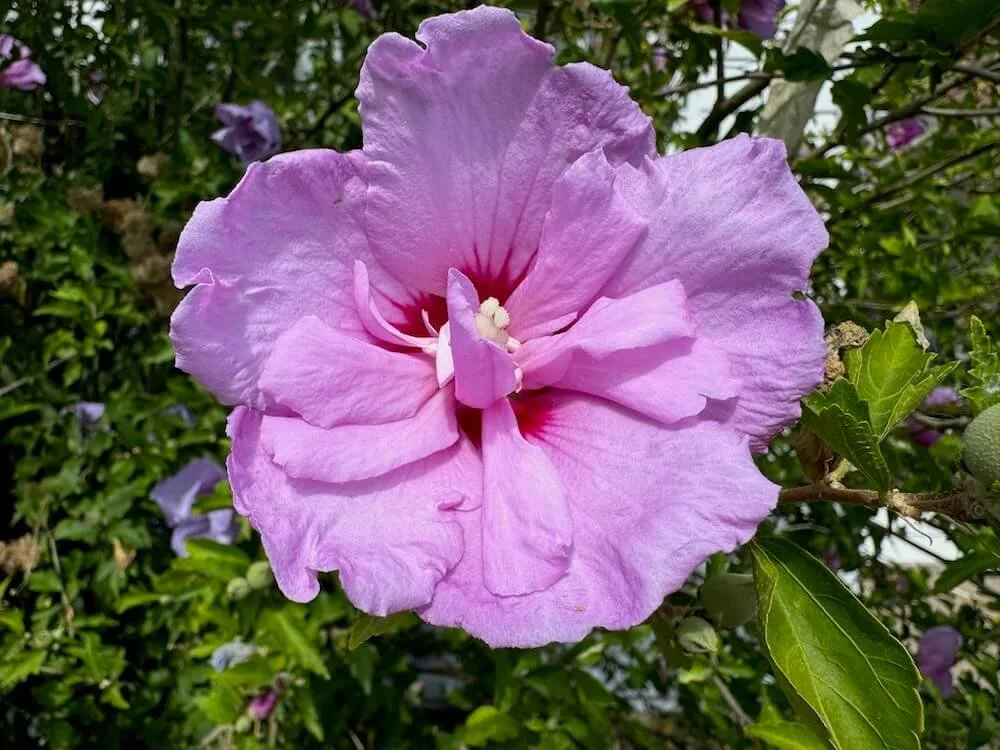 Hibiscus syriacus 'Notwoodone'