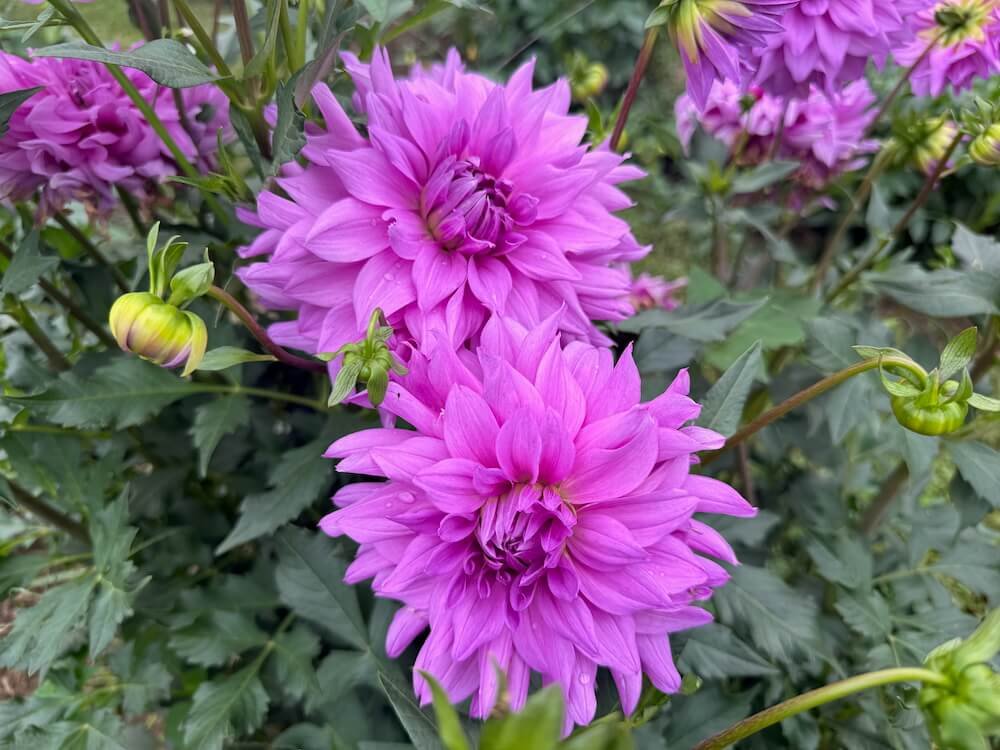 Dahlia 'Kate Olivia'