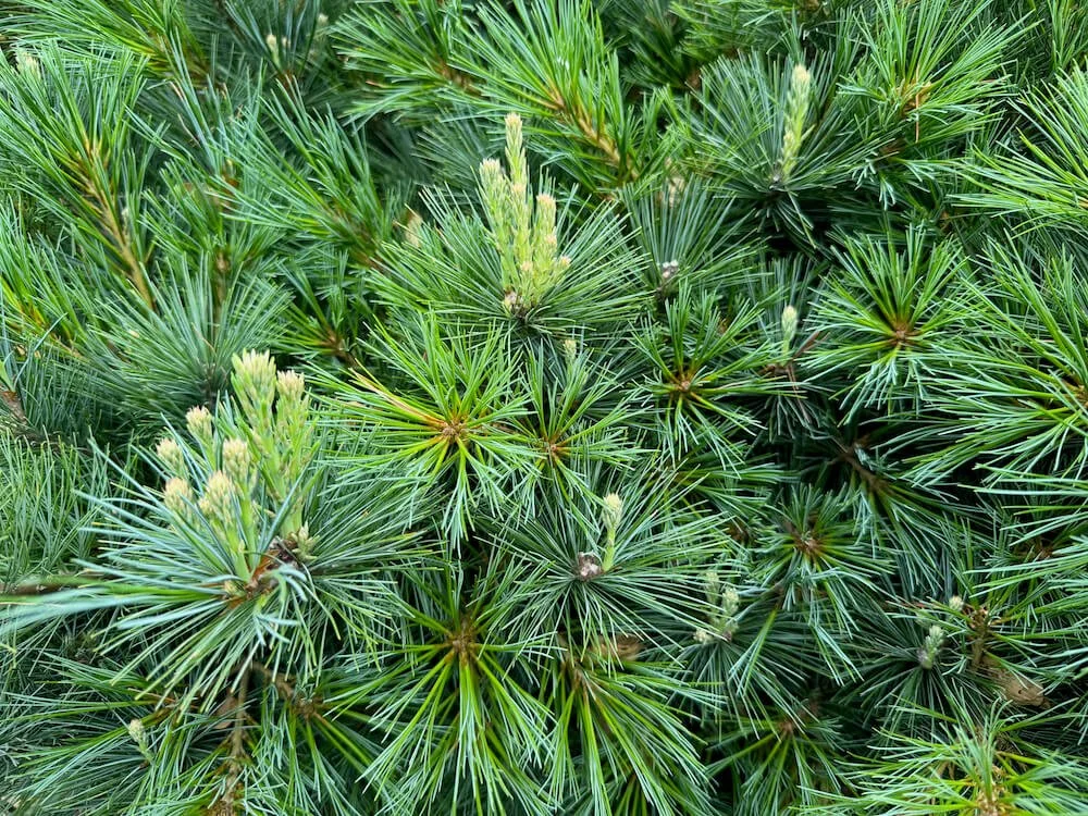 Pinus strobus 'Minuta'