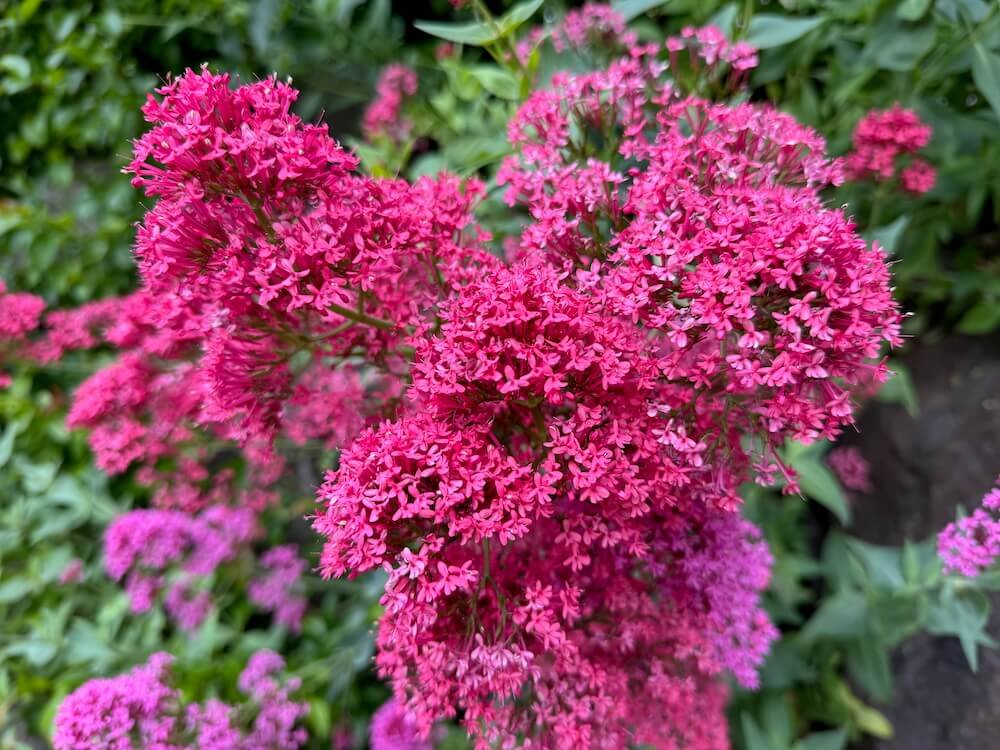VALERIAN (Centranthus)