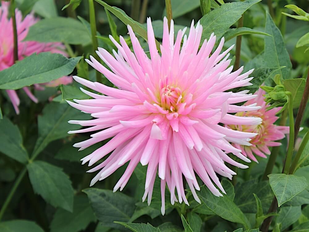 Dahlia 'En Pointe'