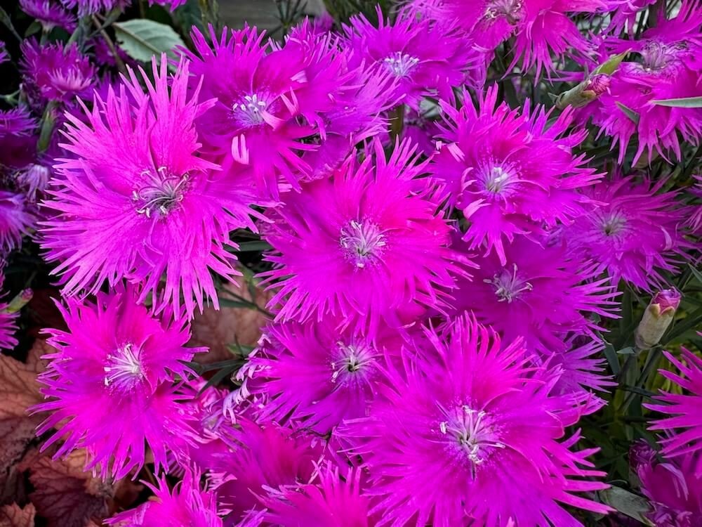 Dianthus x superbus ‘Supra Series Purple’