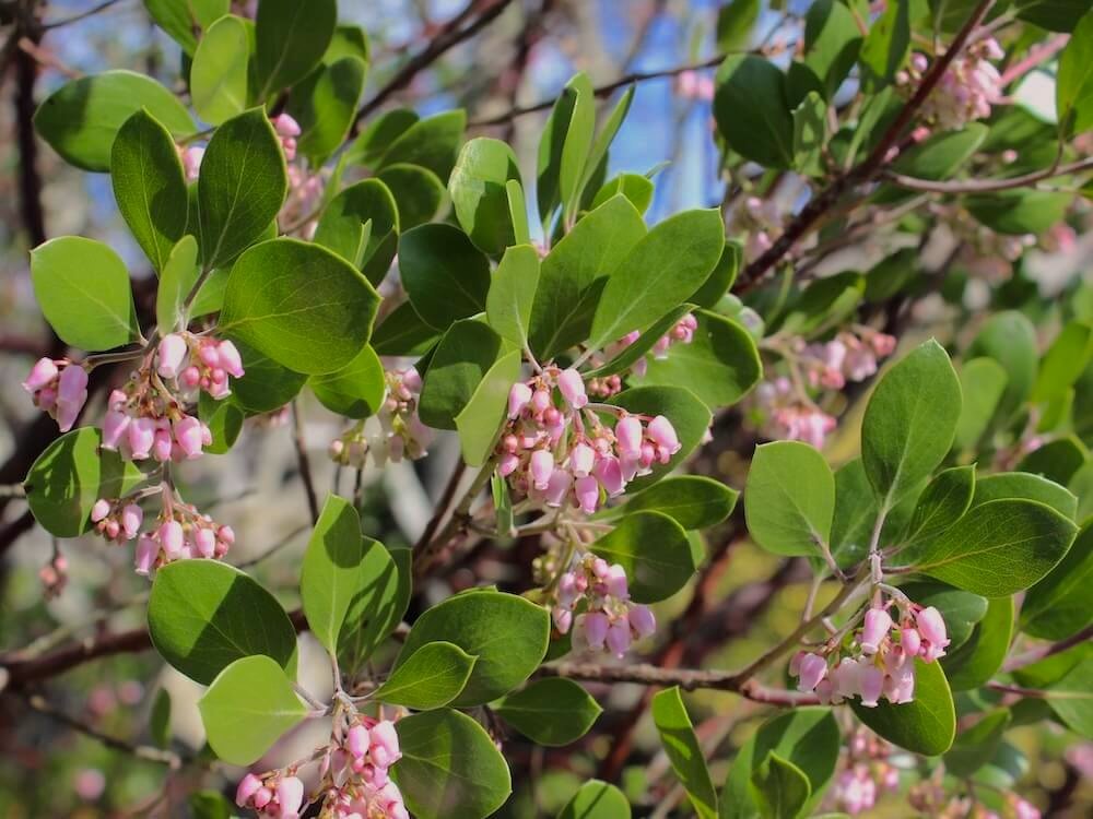 Arctostaphylos manzanita 'Hood Mountain'