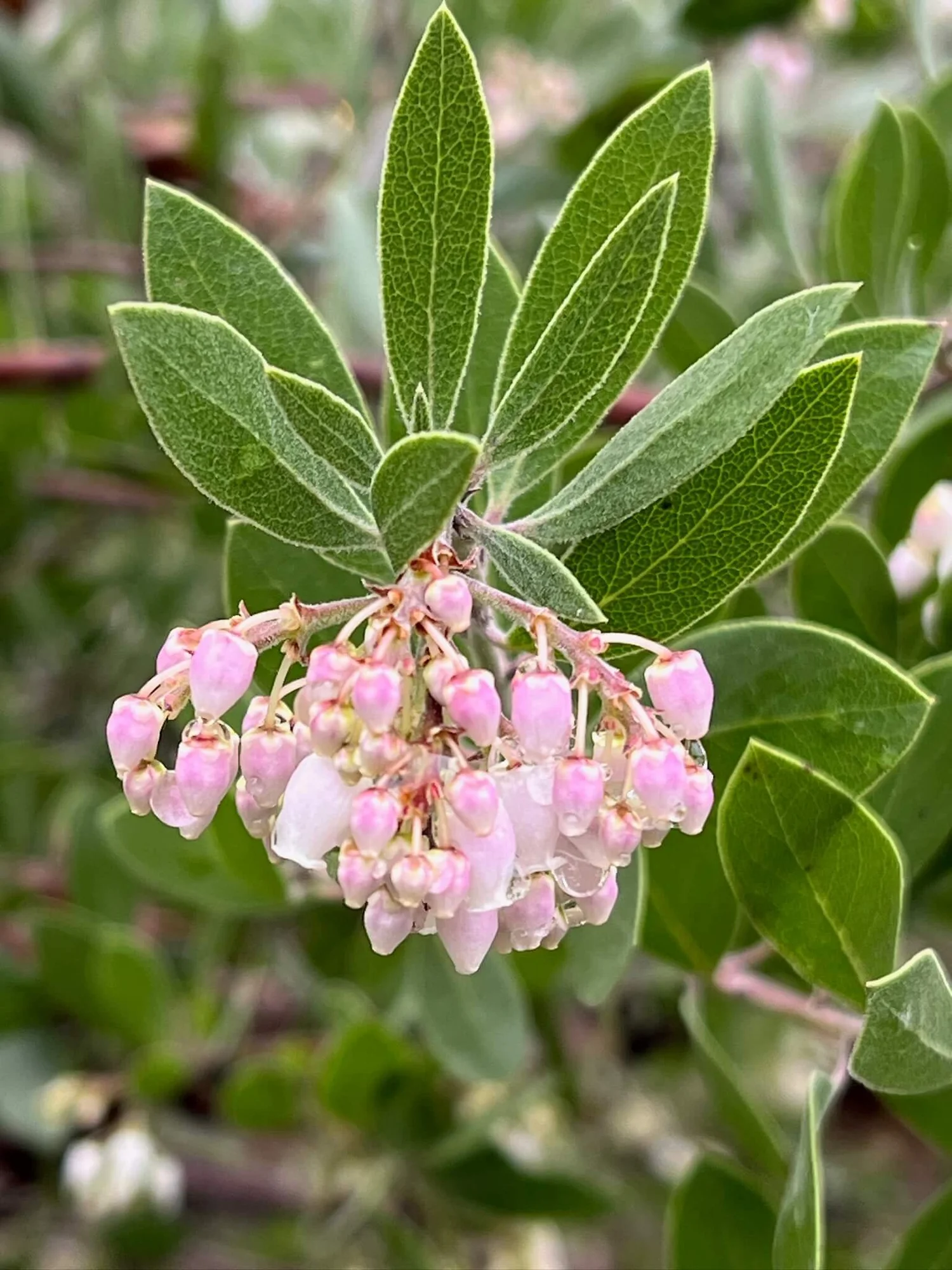 Arctostaphylos manzanita