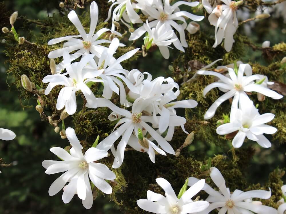 MAGNOLIA