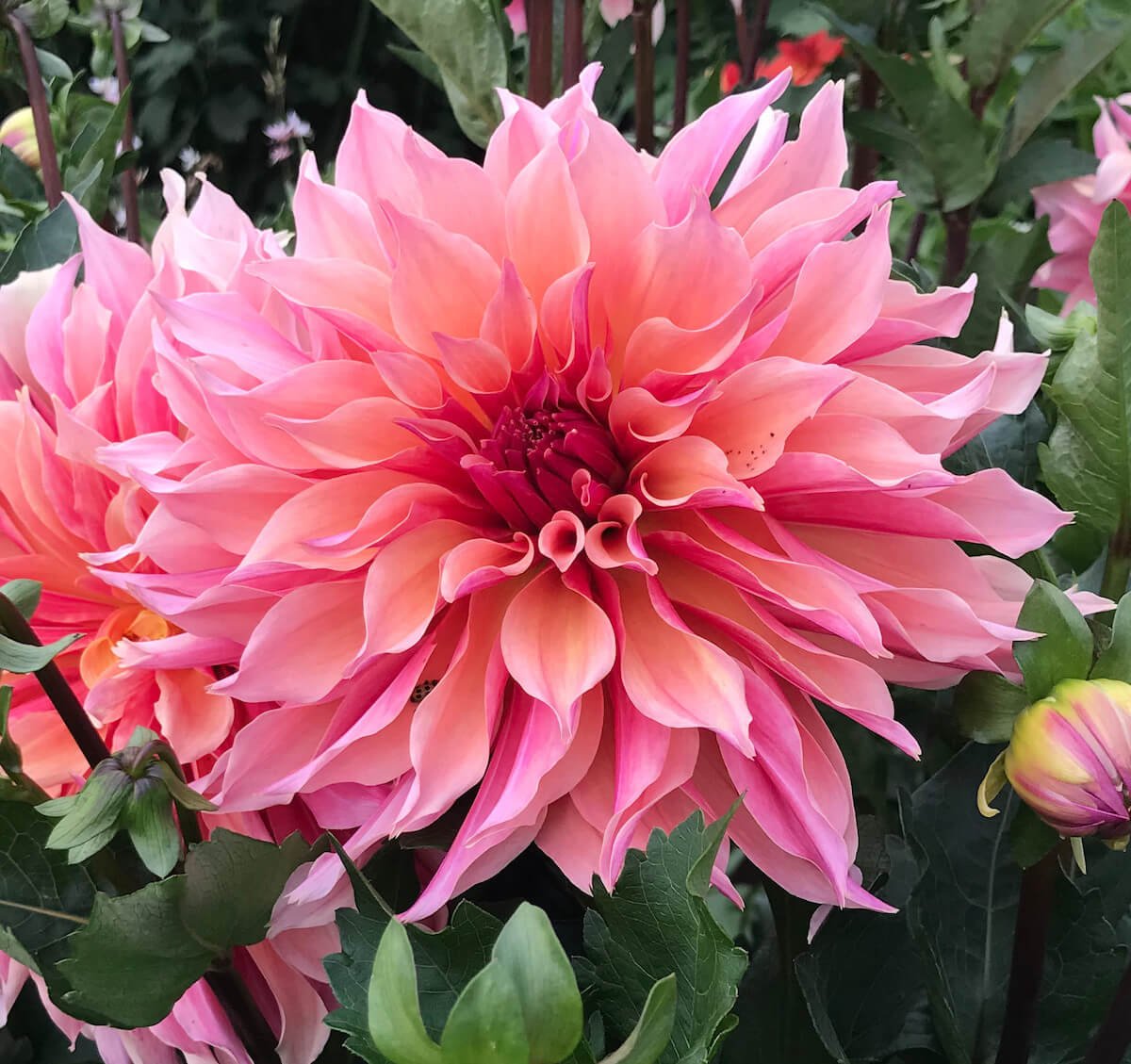 Dahlia 'Labyrinth'