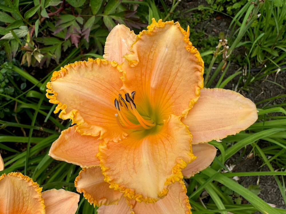 Hemerocallis 'Forestlake Ragamuffin'