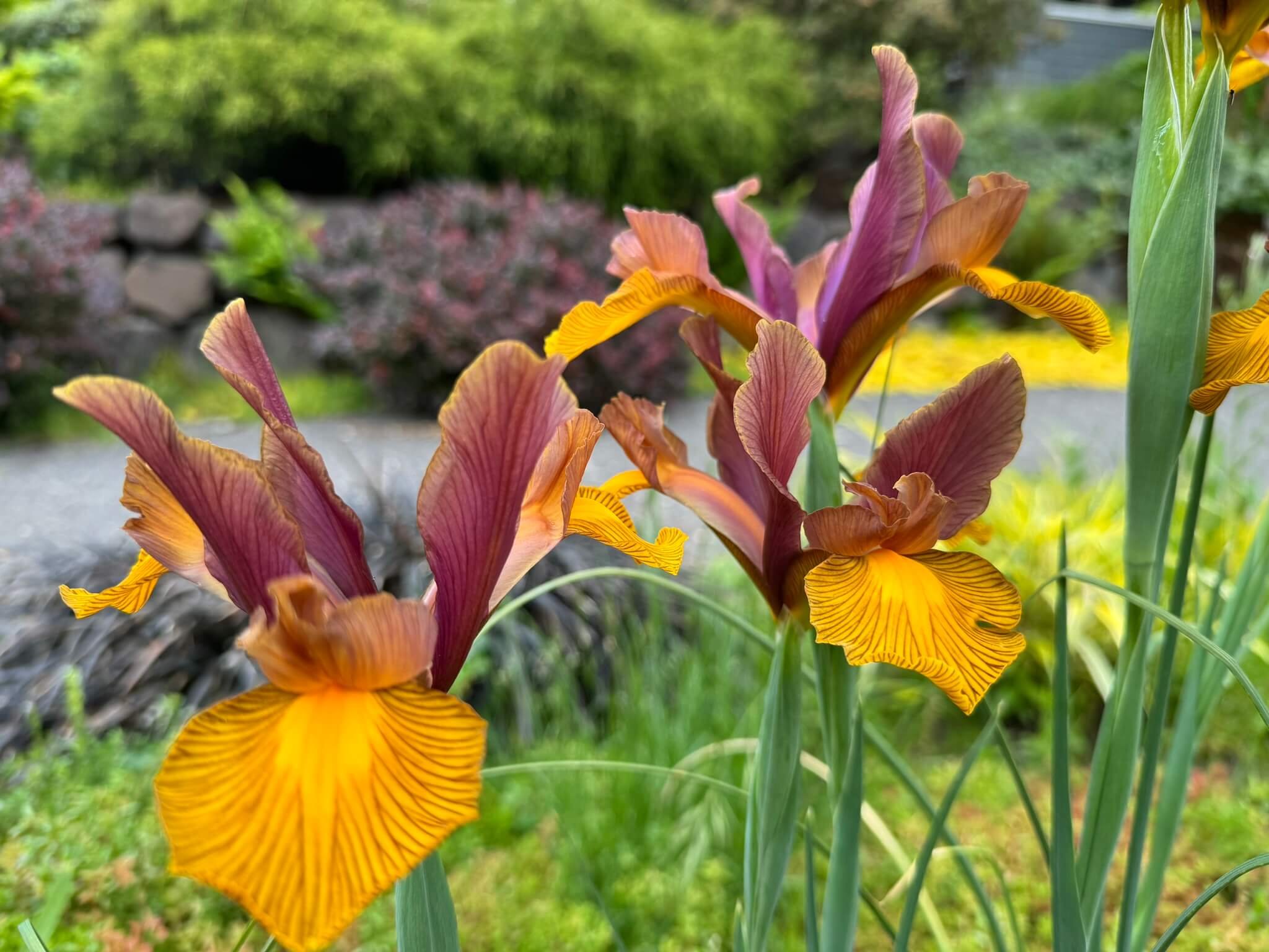 Iris hollandica 'Lion King'