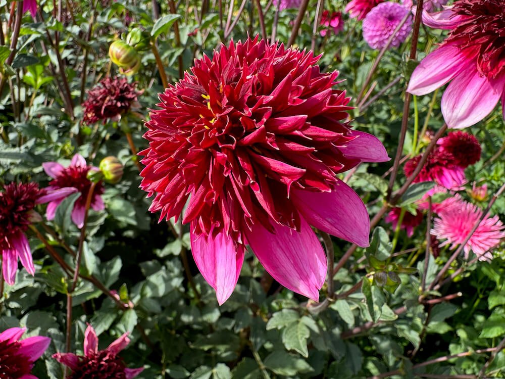Dahlia 'Poodle Skirt'