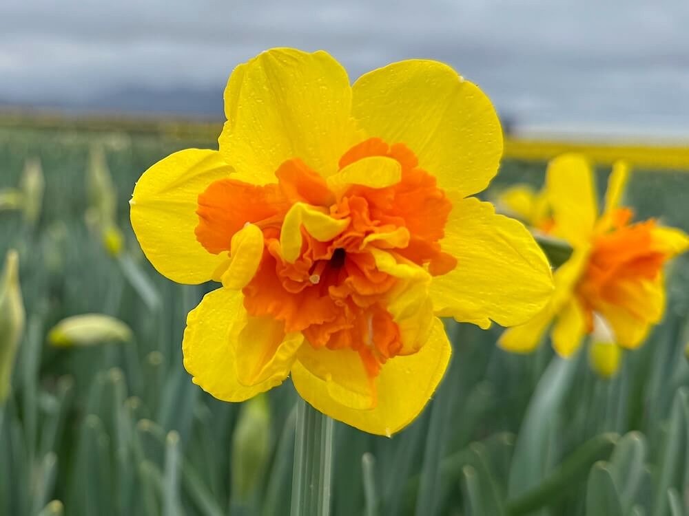 Narcissus 'Le Torch'