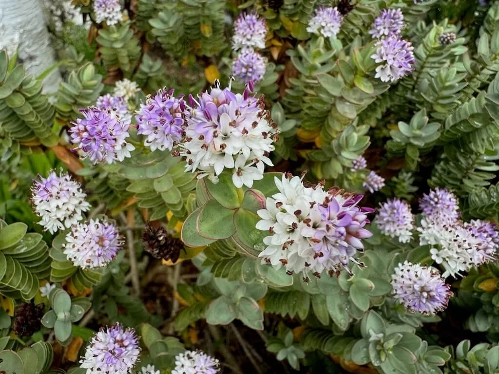 Veronica albicans ‘Red Edge’