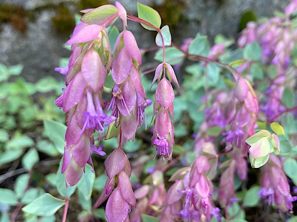 Origanum x 'Xera Cascade'