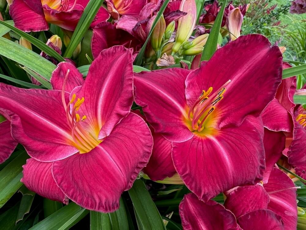 Hemerocallis 'Charles Johnston'