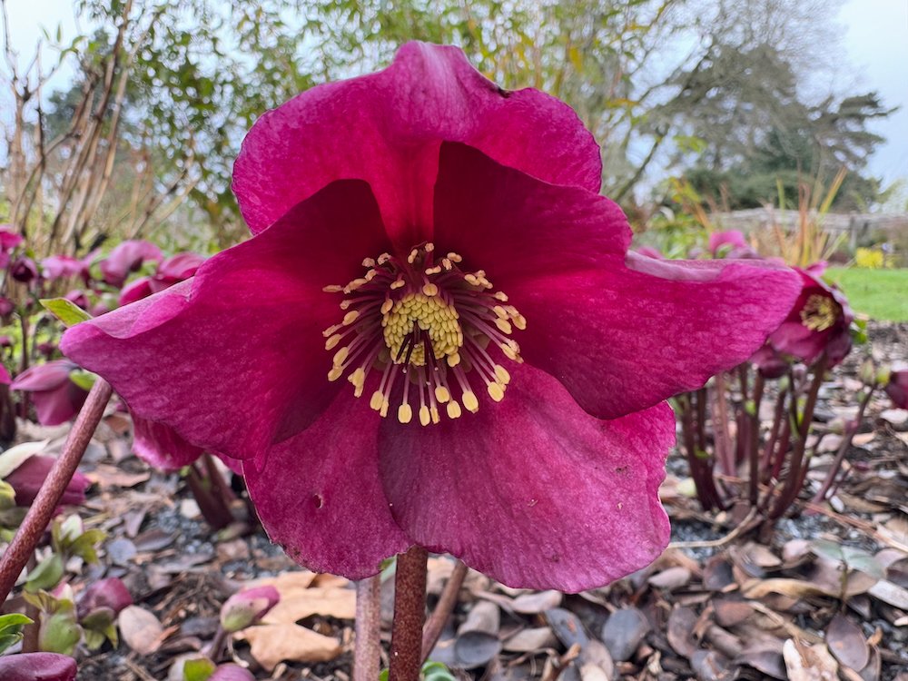 Helleborus x glandorfensis HGC 'Ice N' Roses Merlot'