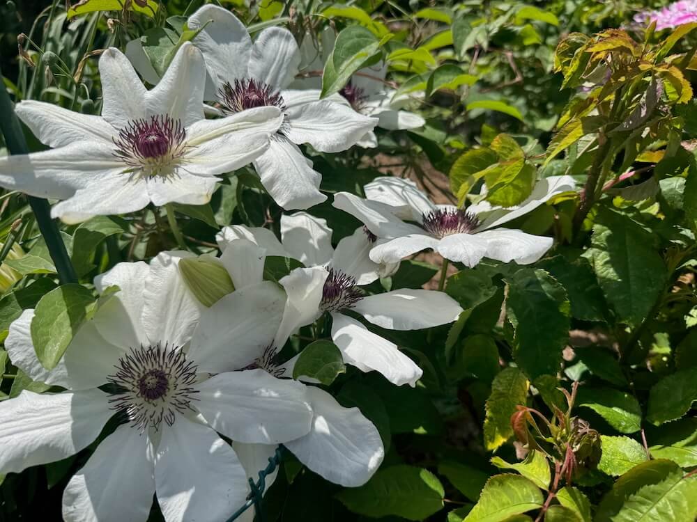 Clematis 'Miss Bateman'