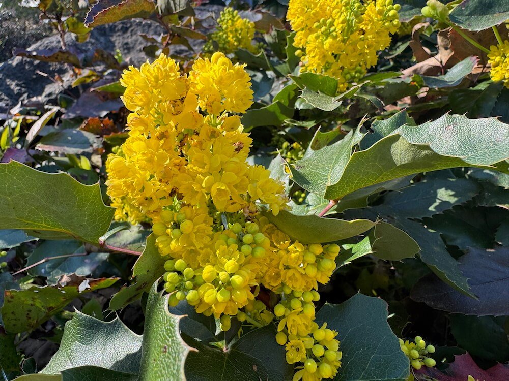 Mahonia repens 'MonRws'