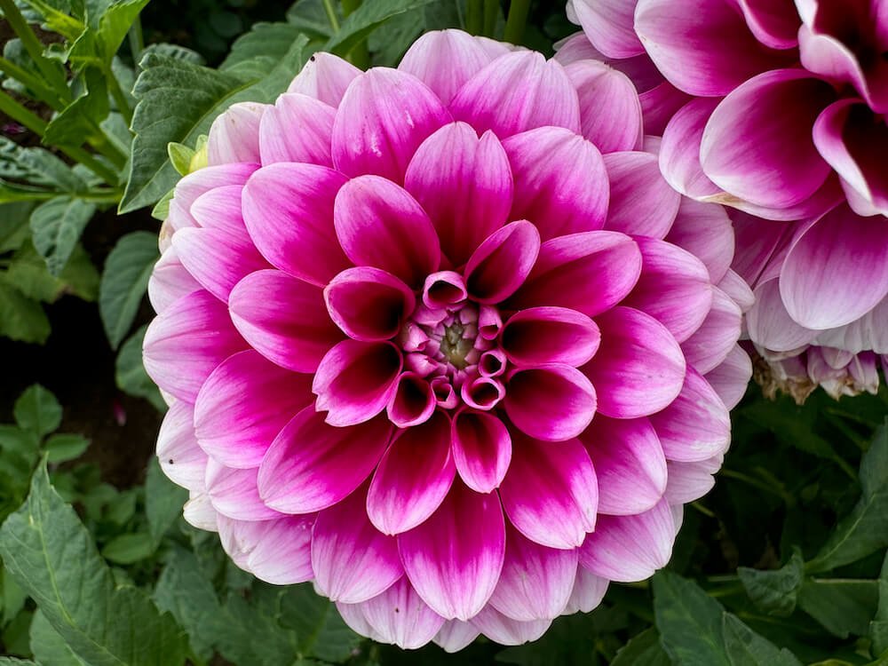 Dahlia 'B-Man'