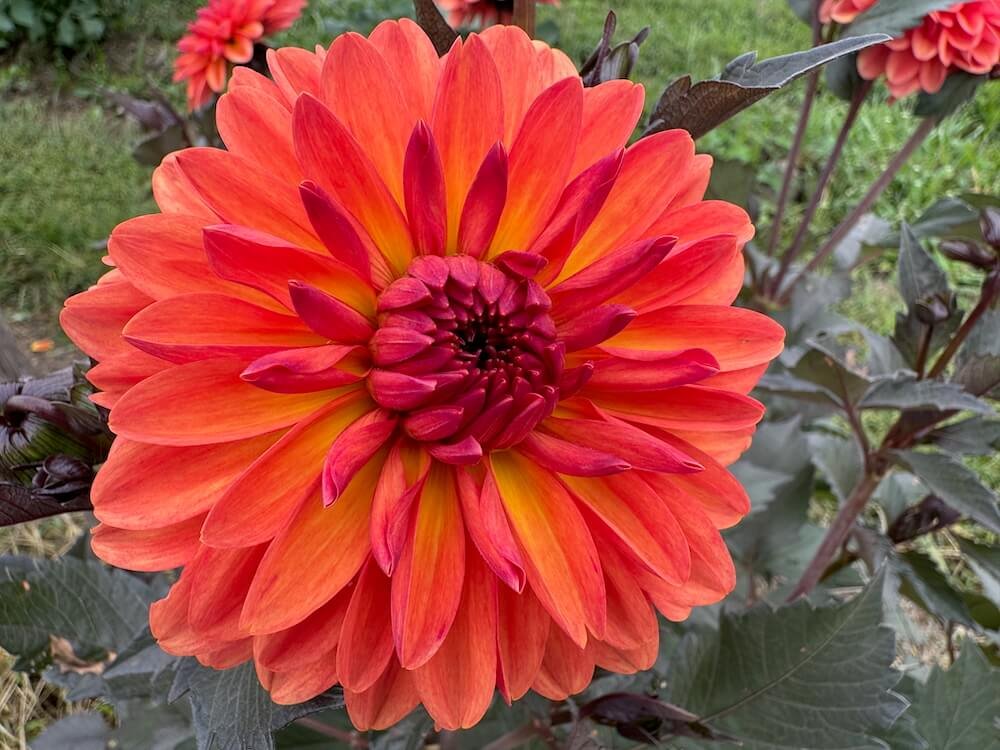 Dahlia 'Orange Pekoe'
