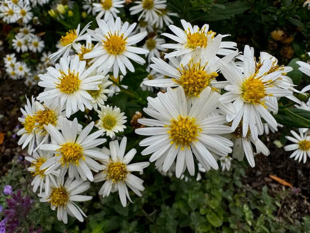 Aster ageratoides 'Starshine'