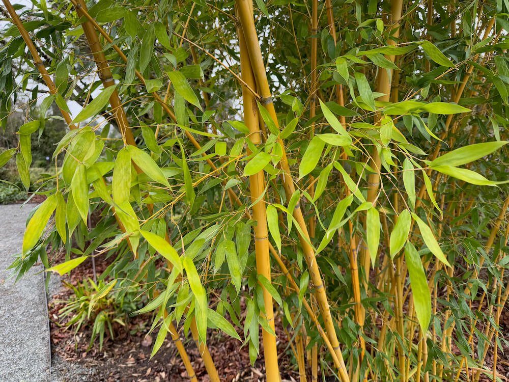 Phyllostachys sulphurea 'Robert Young'