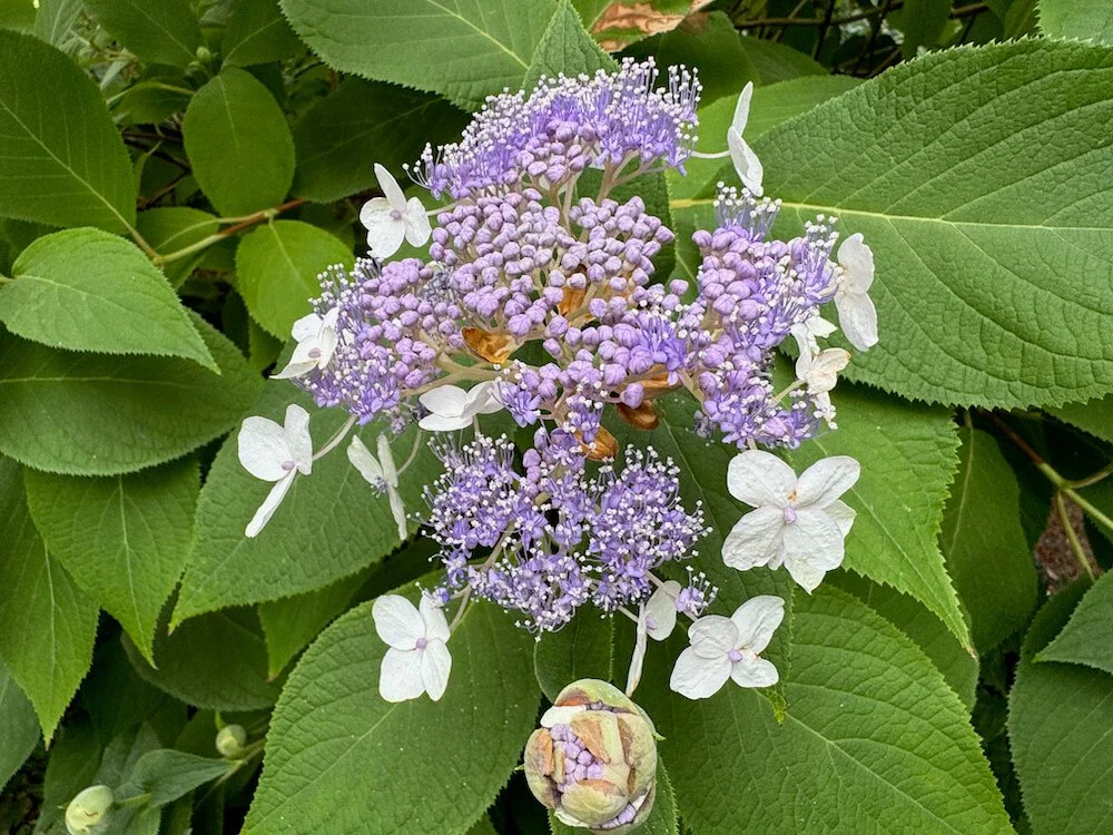 Hydrangea involucrata