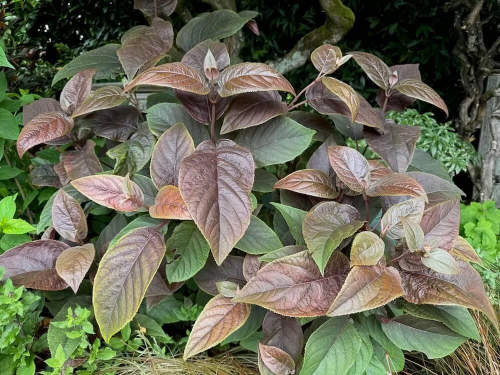 Hydrangea aspera ‘Monpulsel’