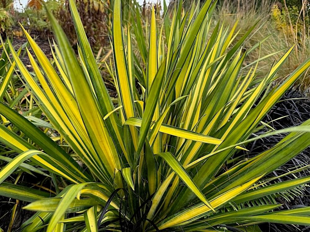 Yucca filamentosa 'Garland's Gold'
