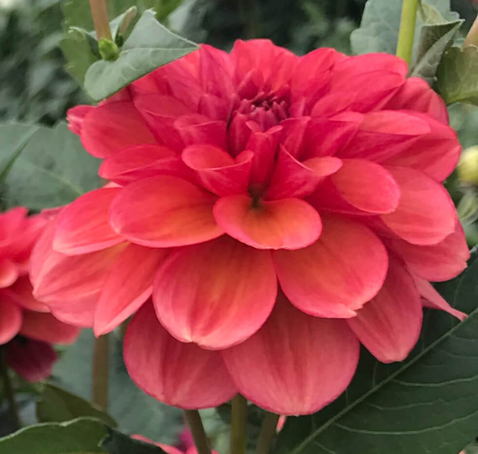 Dahlia 'Uptown Girl'