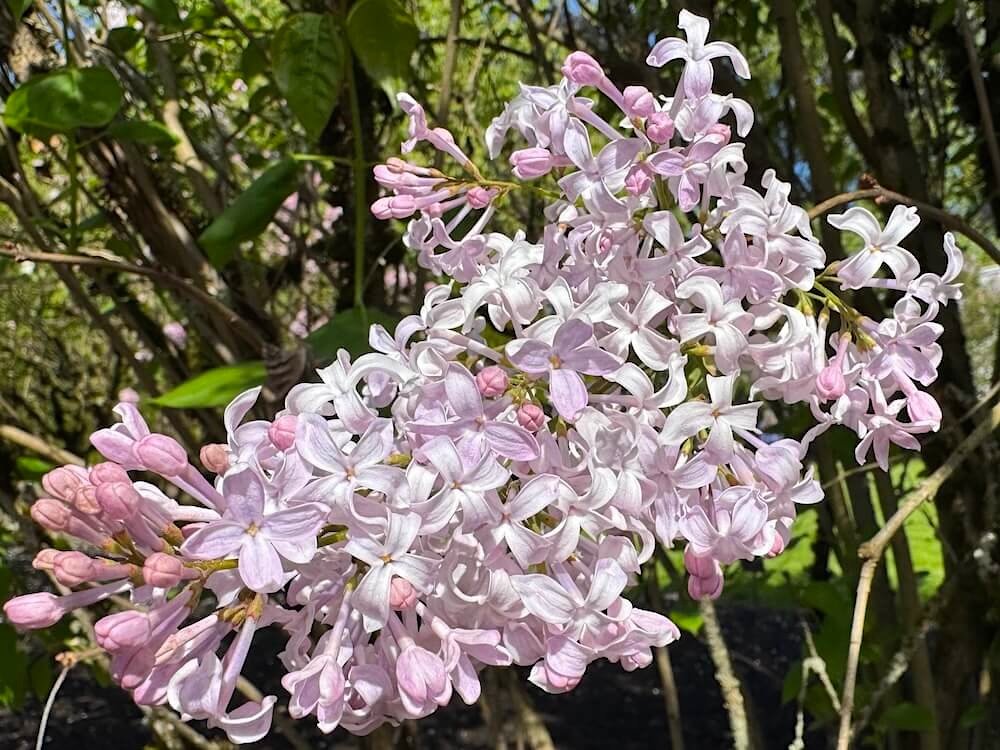 Syringa x hyacinthiflora 'California Rose'