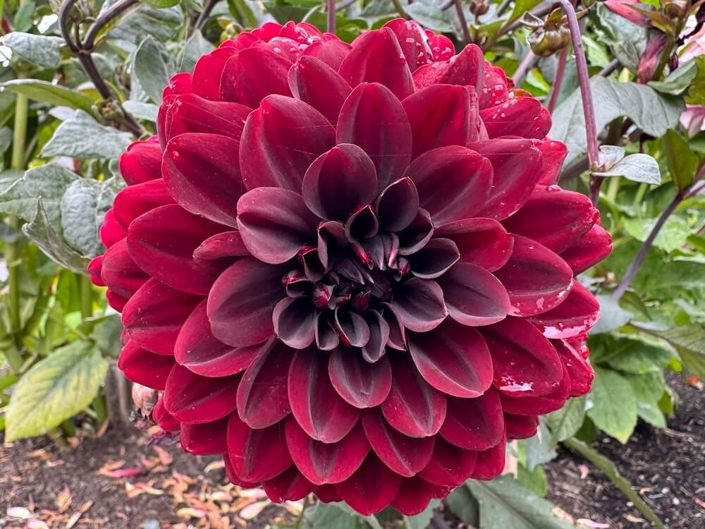 Dahlia 'Karma Chocolate'