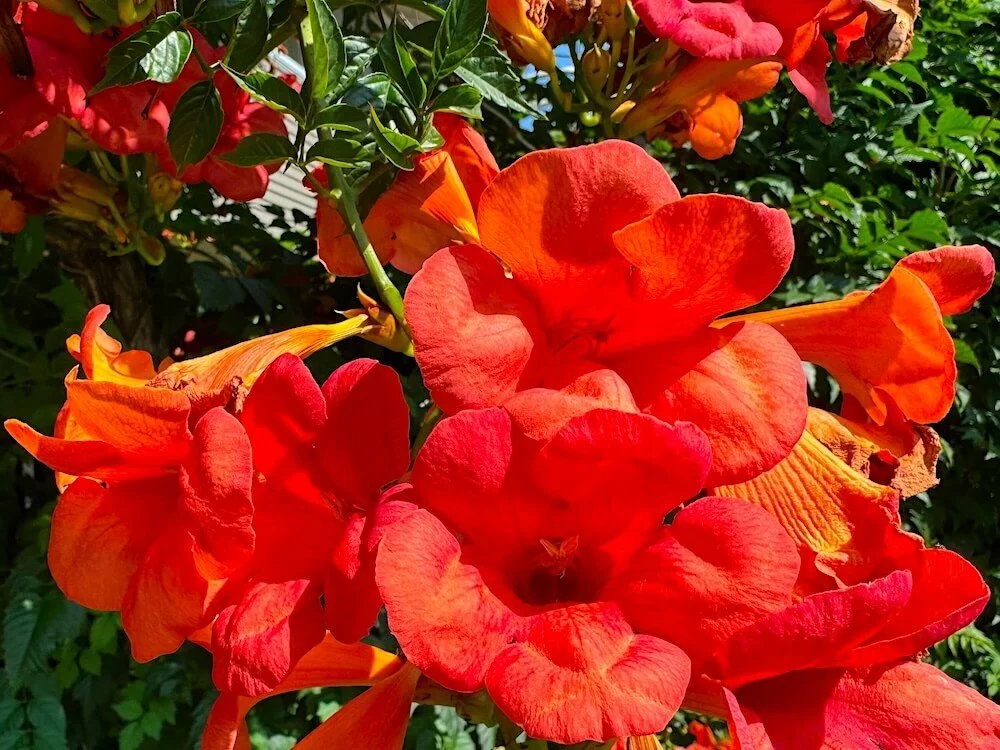 Campsis radicans