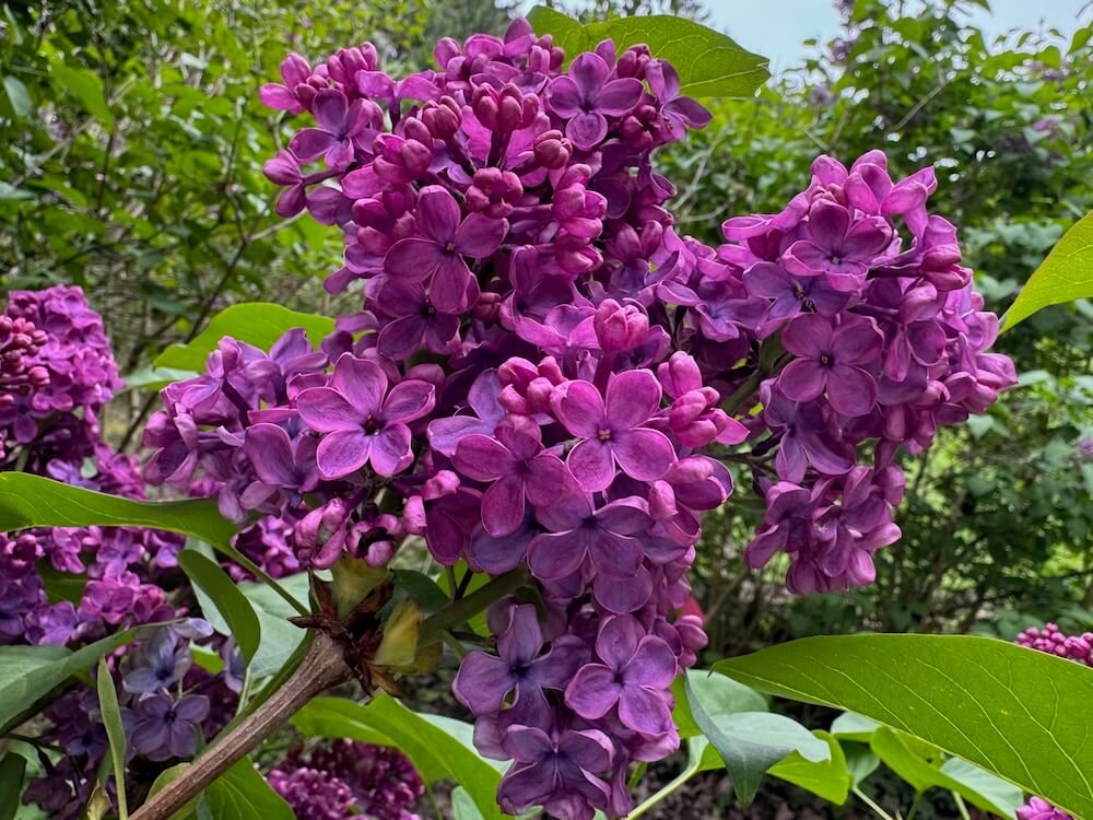 Syringa vulgaris 'Charles Joly'