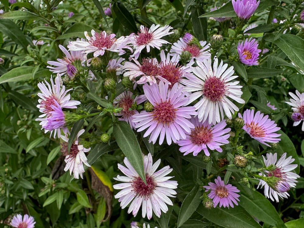Aster novi-begii 'Baldco'