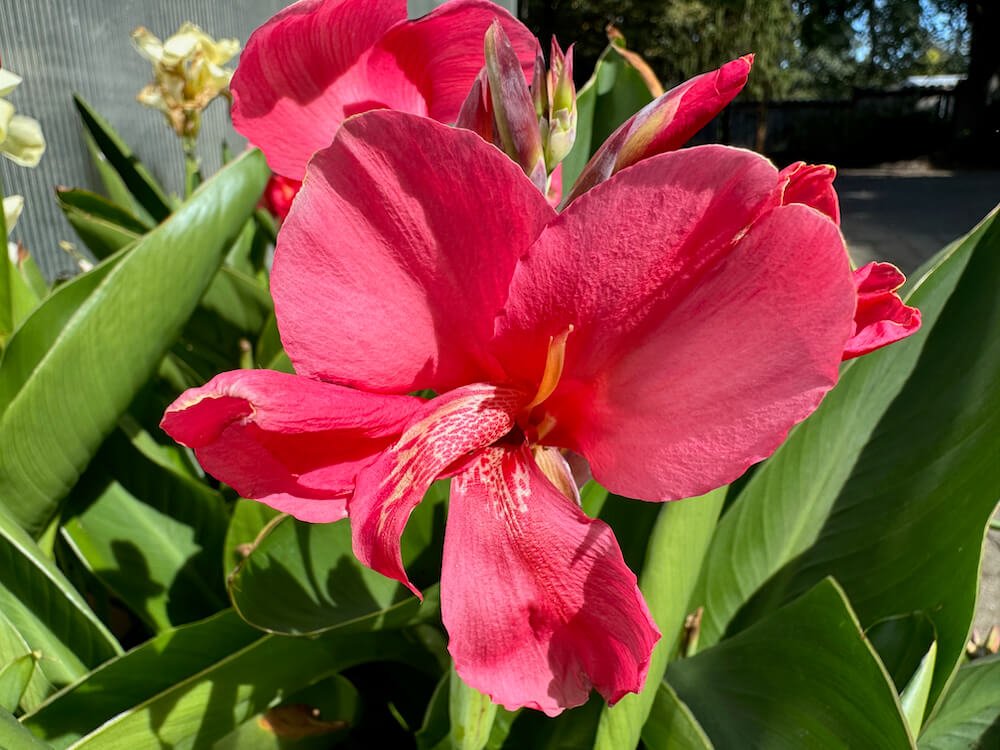 Canna x generalis 'Tropical Rose'