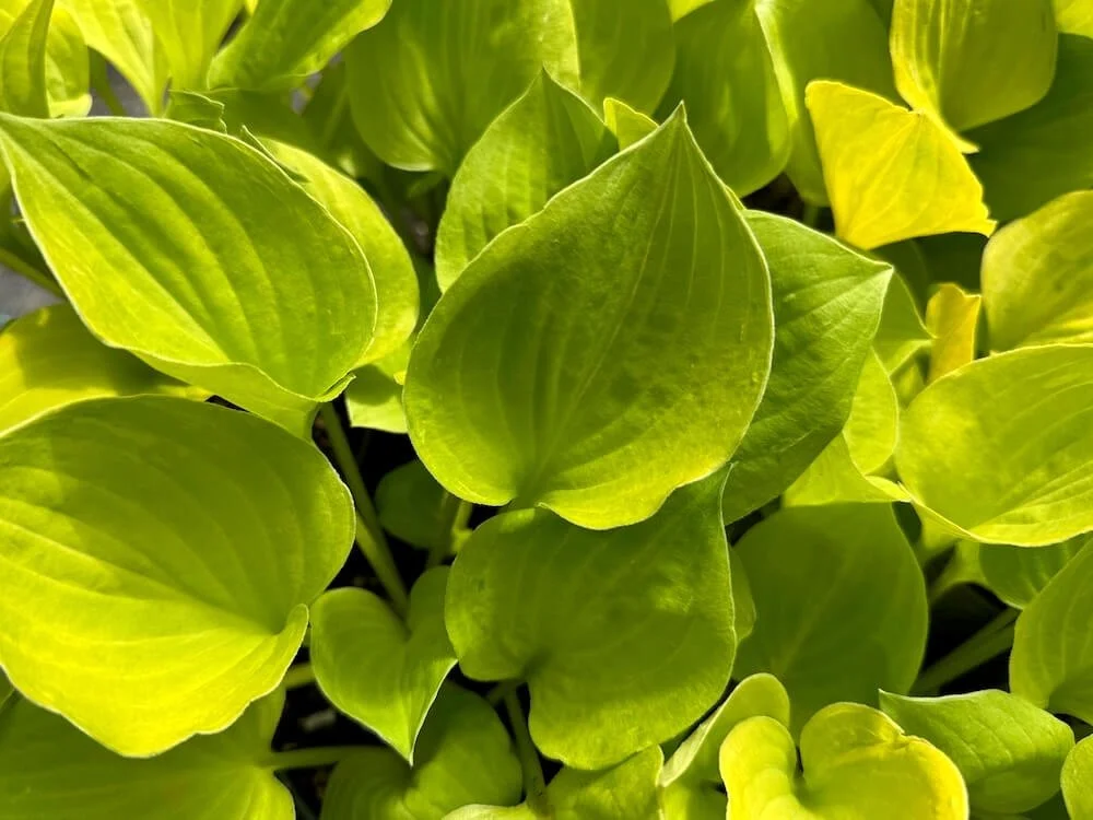 Hosta 'Amber Tiara'