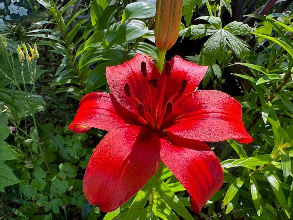 Lilium 'Red Highland'
