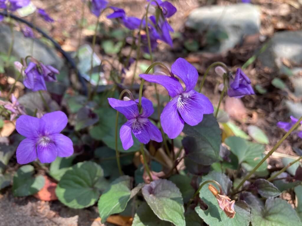 Viola labradorica