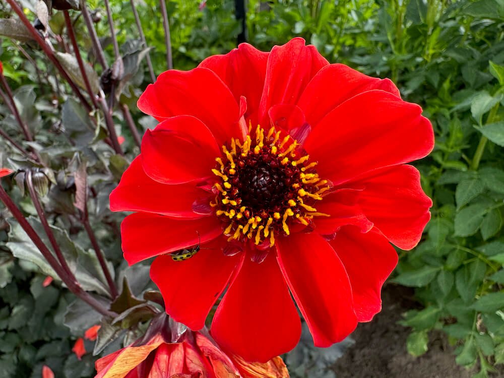 Dahlia 'Japanese Bishop'