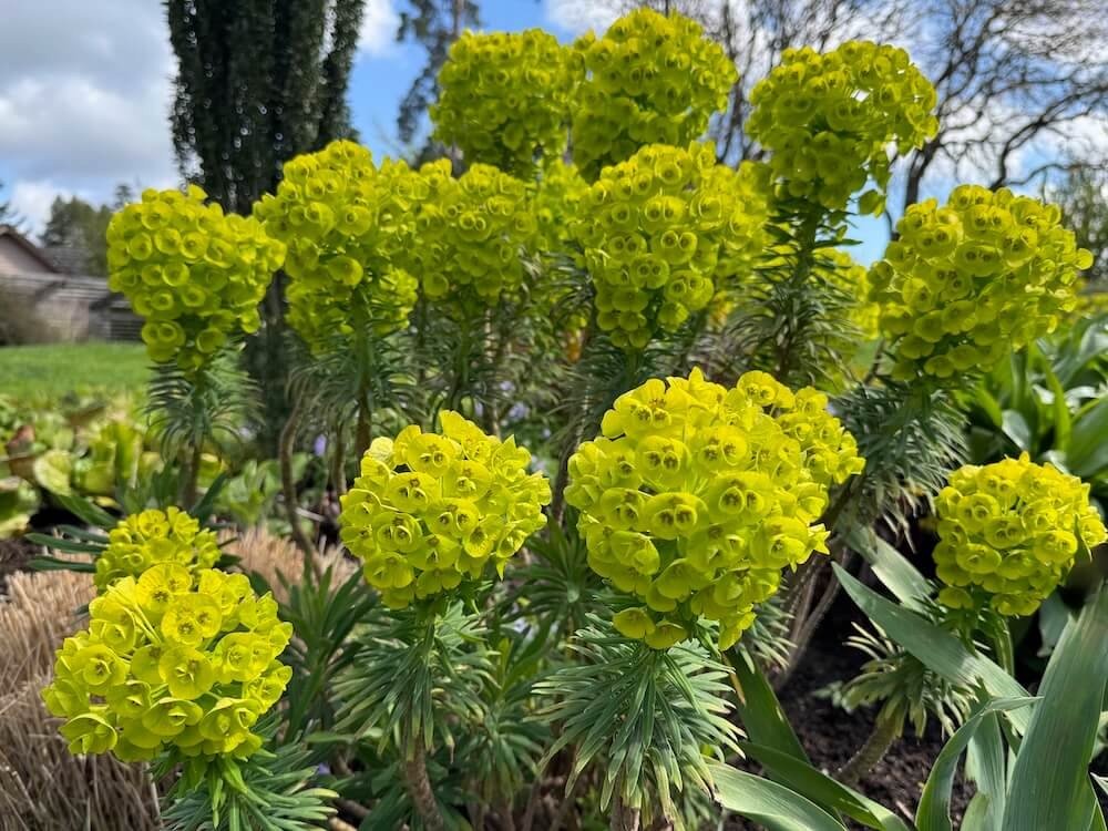 SPURGE (Euphorbia)