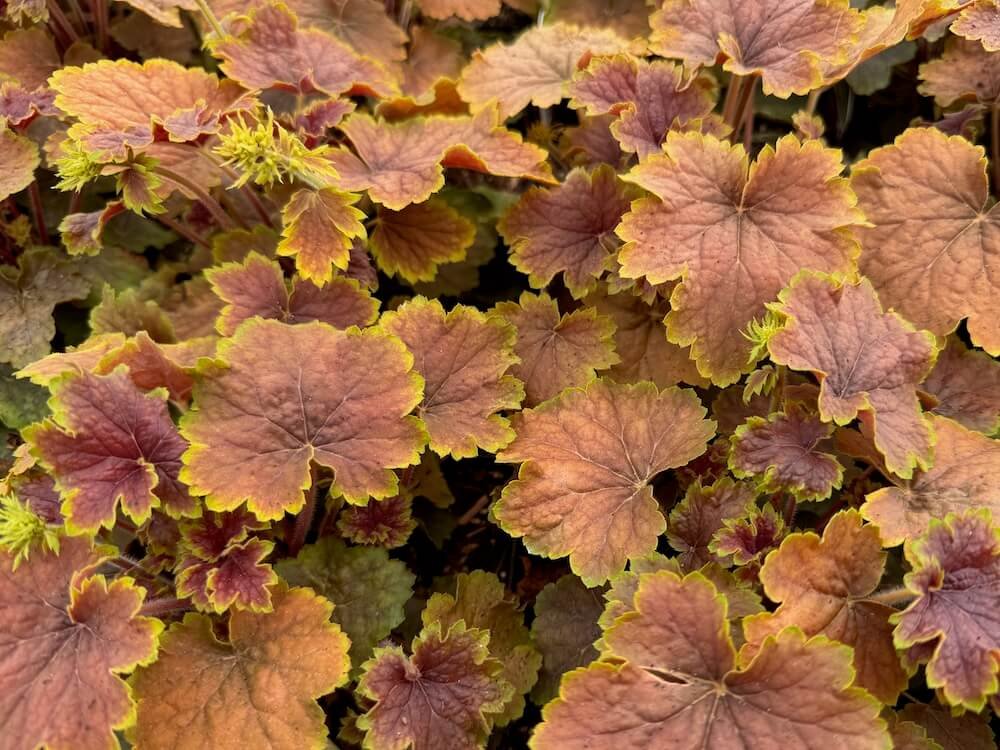 Heuchera 'Delta Dawn'