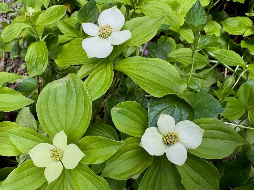 CANADIAN BUNCHBERRY (Cornus)