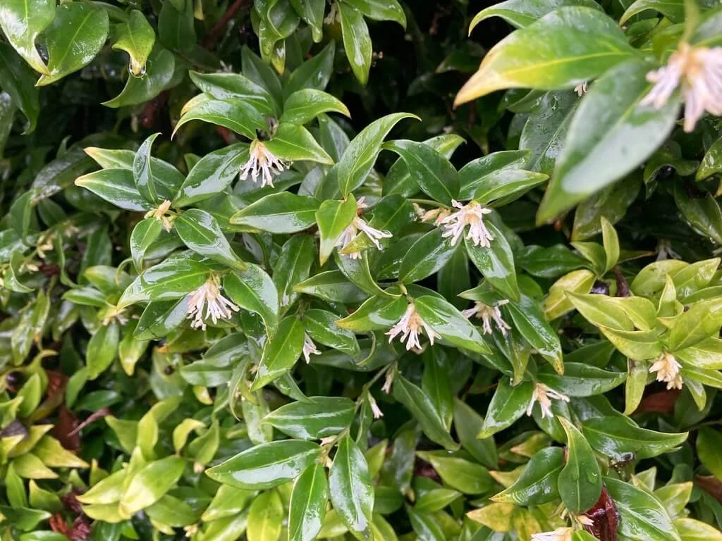 Sarcococca hookeriana var. humilis