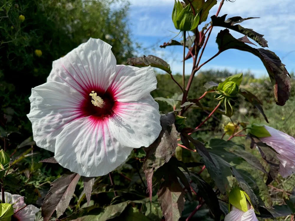 HIBISCUS