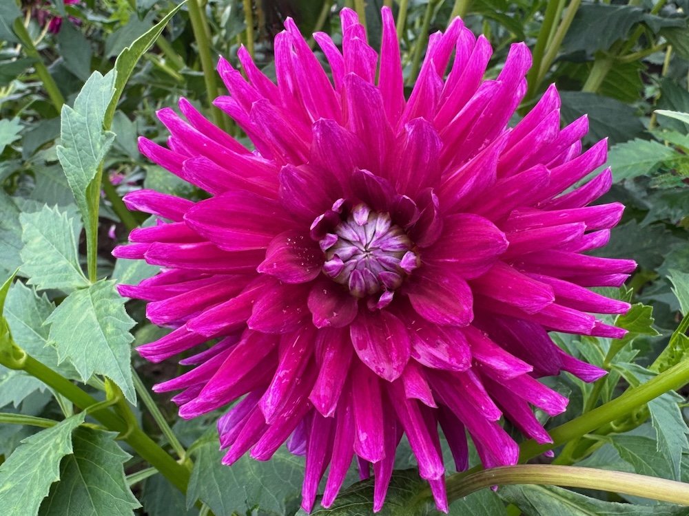 Dahlia 'Nadine Jessie'